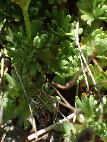 Saxifraga moschata subsp. pseudoexarata \ Gefurchter Moschus-Steinbrech / Furrowed Musky Saxifrage, A Bad Gastein 29.6.2025