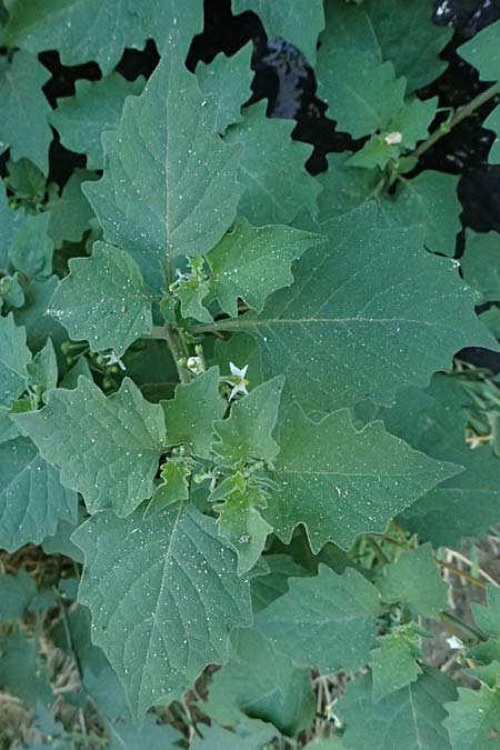 Solanum nigrum \ Schwarzer Nachtschatten / Black Nightshade, A Wien 13.8.2025