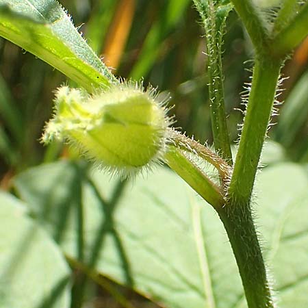 Physalis alkekengi \ Judenkirsche, Lampionblume / Japanese Lantern, Bladder Cherry, A Weikersdorf am Steinfeld 2.7.2020