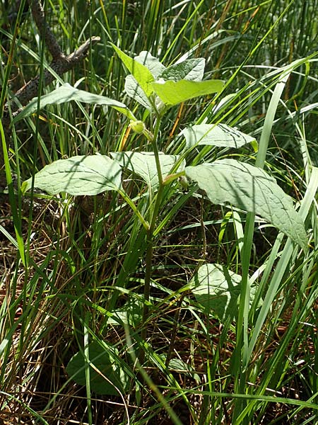 Physalis alkekengi \ Judenkirsche, Lampionblume / Japanese Lantern, Bladder Cherry, A Weikersdorf am Steinfeld 2.7.2020