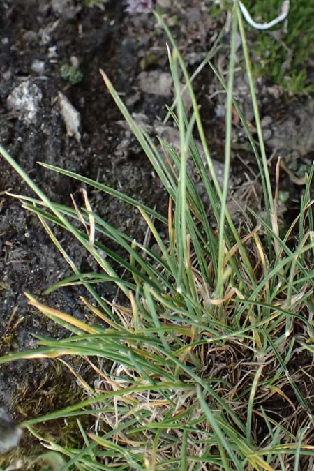 Sesleria ovata \ Eik�pfiges Blaugras / Tufted Moor Grass, A Gro&szlig;glockner 30.6.2025