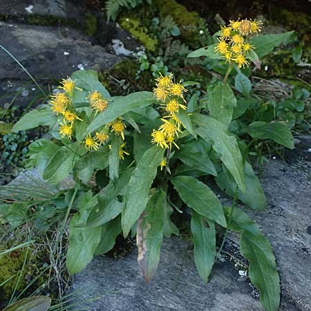 Solidago virgaurea subsp. minuta \ Alpen-Goldrute, A Gro&szlig;glockner 11.8.2025