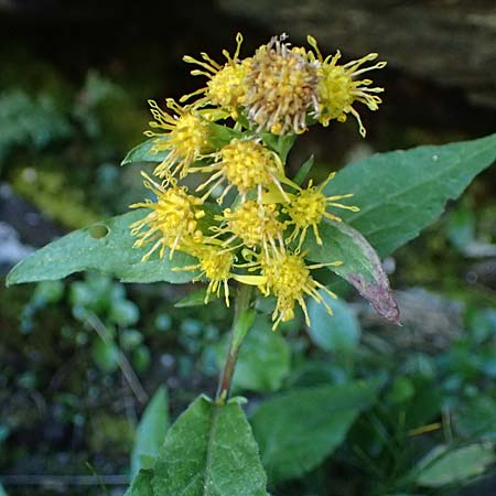Solidago virgaurea subsp. minuta \ Alpen-Goldrute, A Gro&szlig;glockner 11.8.2025