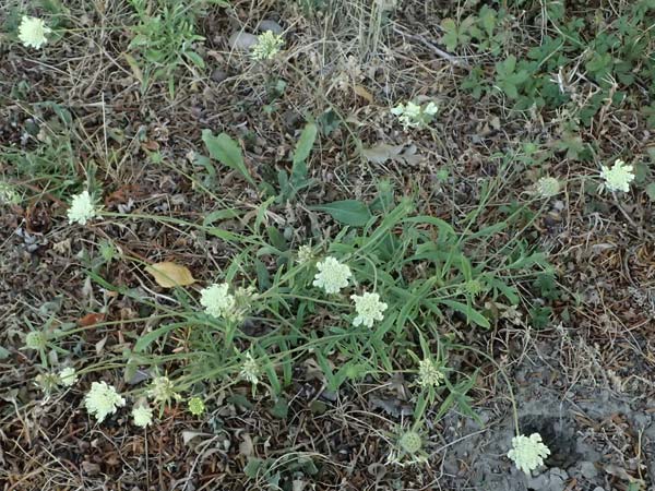 Scabiosa ochroleuca \ Gelbe Skabiose / Yellow Scabious, A Wien 15.8.2026