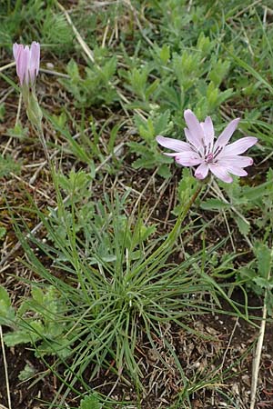Scorzonera purpurea, Purple Viper's Grass
