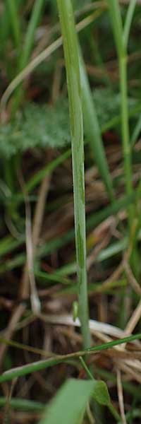 Scorzonera parviflora / Small Viper's Grass, A Siegendorf 13.5.2022