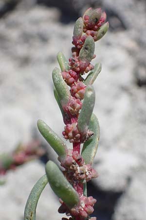 Suaeda pannonica \ Gro�-Salzmelde, Pannonische Sode / Pannonian Sea Blite, A Seewinkel, Apetlon 23.9.2022