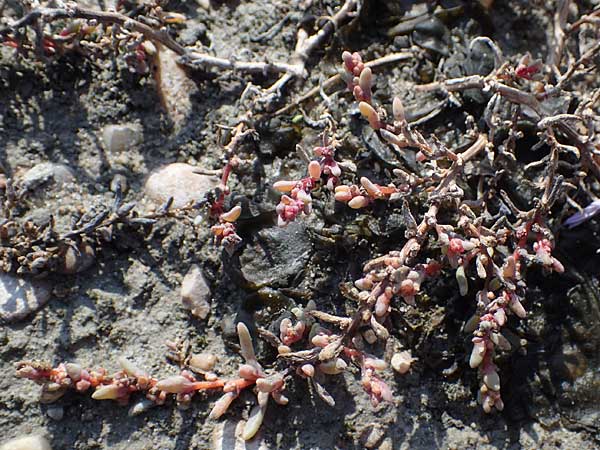Suaeda prostrata \ Klein-Salzmelde, Zierliche Sode / Small Sea Blite, A Seewinkel, Apetlon 20.9.2012