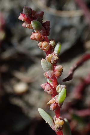 Suaeda prostrata \ Klein-Salzmelde, Zierliche Sode / Small Sea Blite, A Seewinkel, Apetlon 20.9.2012