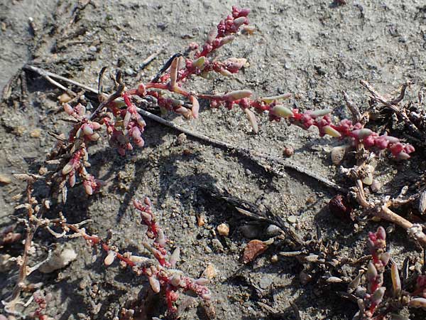 Suaeda prostrata \ Klein-Salzmelde, Zierliche Sode / Small Sea Blite, A Seewinkel, Apetlon 20.9.2012