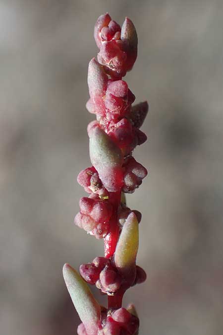 Suaeda prostrata \ Klein-Salzmelde, Zierliche Sode / Small Sea Blite, A Seewinkel, Apetlon 20.9.2012