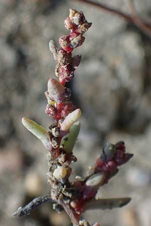 Suaeda prostrata \ Klein-Salzmelde, Zierliche Sode / Small Sea Blite, A Seewinkel, Apetlon 20.9.2012