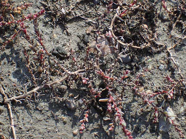 Suaeda prostrata \ Klein-Salzmelde, Zierliche Sode / Small Sea Blite, A Seewinkel, Apetlon 20.9.2012