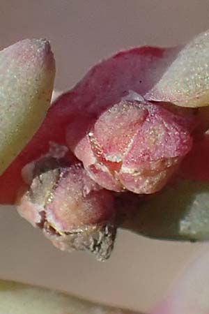 Suaeda prostrata \ Klein-Salzmelde, Zierliche Sode / Small Sea Blite, A Seewinkel, Apetlon 20.9.2012