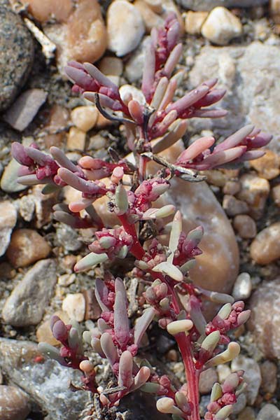 Suaeda prostrata \ Klein-Salzmelde, Zierliche Sode / Small Sea Blite, A Seewinkel, Apetlon 20.9.2012