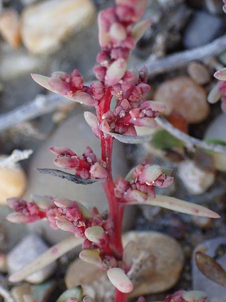 Suaeda prostrata \ Klein-Salzmelde, Zierliche Sode / Small Sea Blite, A Seewinkel, Apetlon 20.9.2012