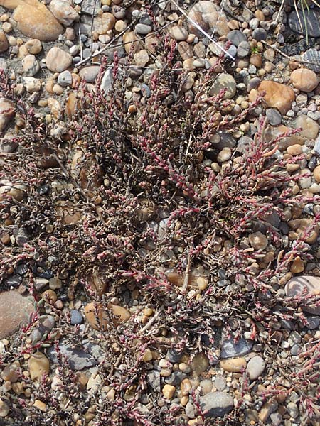 Suaeda prostrata \ Klein-Salzmelde, Zierliche Sode / Small Sea Blite, A Seewinkel, Apetlon 20.9.2012