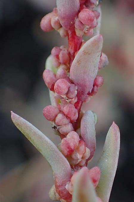 Suaeda prostrata \ Klein-Salzmelde, Zierliche Sode / Small Sea Blite, A Seewinkel, Apetlon 20.9.2012