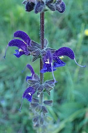 Salvia pratensis \ Wiesen-Salbei / Meadow Clary, A Hainburg 10.5.2025