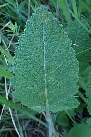 Salvia pratensis \ Wiesen-Salbei / Meadow Clary, A Hainburg 10.5.2025