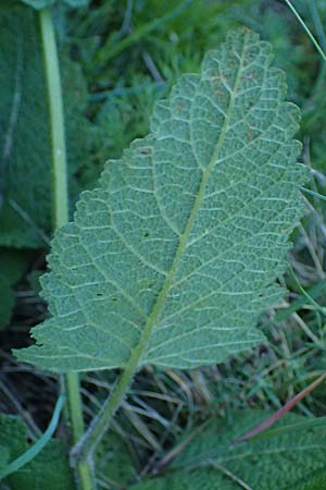 Salvia pratensis \ Wiesen-Salbei / Meadow Clary, A Hainburg 10.5.2025