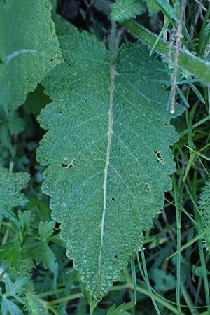 Salvia pratensis \ Wiesen-Salbei / Meadow Clary, A Hainburg 10.5.2025
