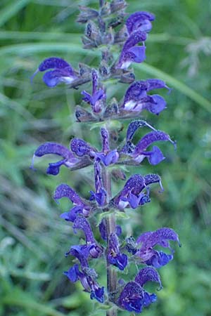 Salvia pratensis \ Wiesen-Salbei / Meadow Clary, A Hainburg 10.5.2025