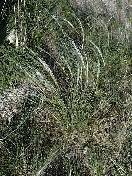 Stipa pulcherrima \ Gro�es Federgras, Gelbscheidiges Federgras, A Hainburg 12.5.2015