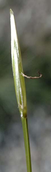 Stipa pulcherrima \ Gro�es Federgras, Gelbscheidiges Federgras, A Hainburg 12.5.2015
