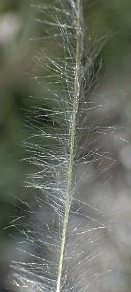 Stipa pulcherrima \ Gro�es Federgras, Gelbscheidiges Federgras, A Hainburg 12.5.2015