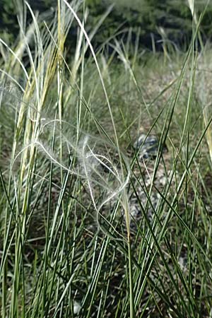 Stipa pulcherrima \ Gro�es Federgras, Gelbscheidiges Federgras, A Hainburg 12.5.2015