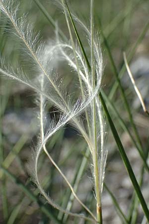 Stipa pulcherrima \ Gro�es Federgras, Gelbscheidiges Federgras, A Hainburg 12.5.2015