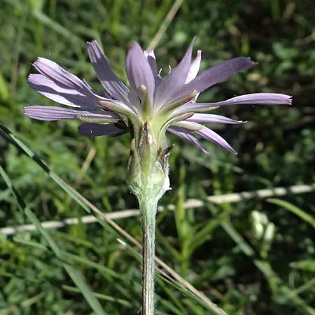 Scorzonera purpurea / Purple Viper's Grass, A Hainburg 10.5.2025