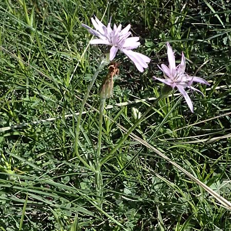 Scorzonera purpurea / Purple Viper's Grass, A Hainburg 10.5.2025