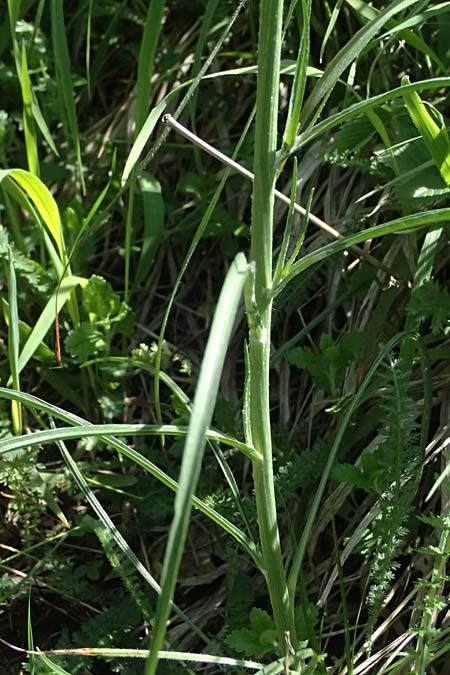 Scorzonera purpurea / Purple Viper's Grass, A Hainburg 10.5.2025