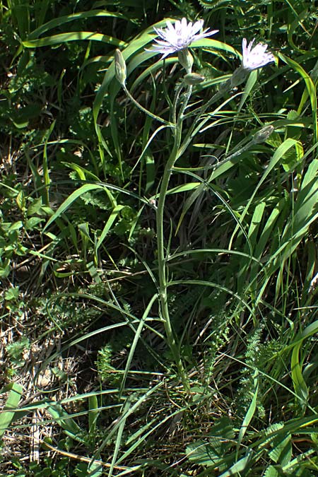 Scorzonera purpurea / Purple Viper's Grass, A Hainburg 10.5.2025