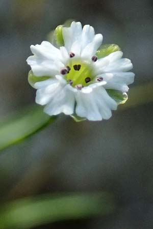 Silene pusilla \ Vierzhniger Strahlensame, Kleines Leimkraut / Alpine Catchfly, A Kolm Saigurn 2.7.2025