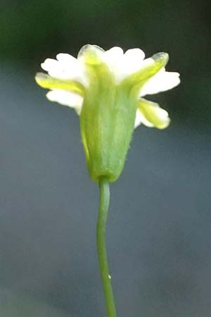 Silene pusilla \ Vierzhniger Strahlensame, Kleines Leimkraut / Alpine Catchfly, A Kolm Saigurn 2.7.2025