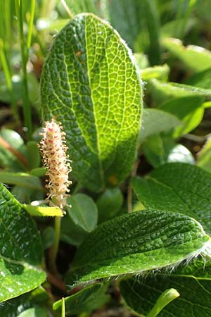 Salix reticulata \ Netzadrige Weide / Net-Leaved Willow, A Rax 28.6.2020