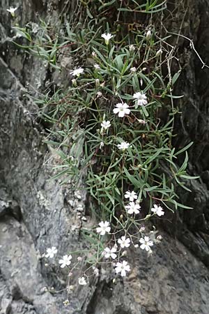 Silene rupestris \ Felsen-Leimkraut / Rock Campion, A Taxenbach 28.6.2025