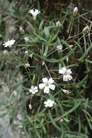 Silene rupestris \ Felsen-Leimkraut / Rock Campion, A Taxenbach 28.6.2025