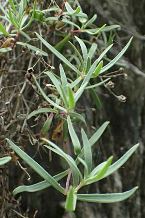 Silene rupestris \ Felsen-Leimkraut / Rock Campion, A Taxenbach 28.6.2025