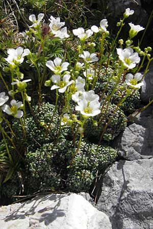 Saxifraga squarrosa \ Sparriger Steinbrech / Dolomites Saxifrage, A Dachstein 20.7.2010