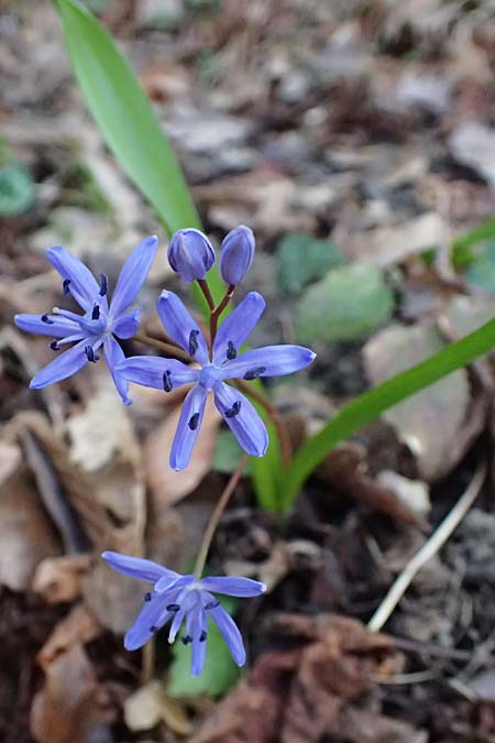 Scilla spetana \ Speta-Blaustern / Speta's Squill, A Weinviertel,  Kreuttal 6.3.2024