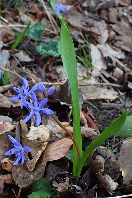 Scilla spetana \ Speta-Blaustern / Speta's Squill, A Weinviertel,  Kreuttal 6.3.2024