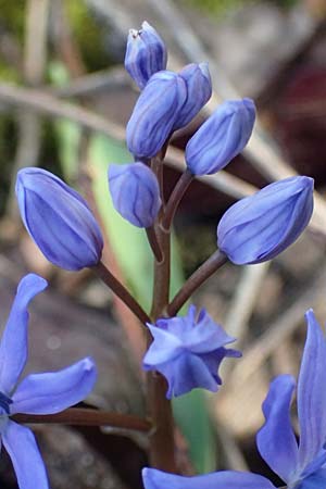 Scilla spetana \ Speta-Blaustern / Speta's Squill, A Weinviertel,  Kreuttal 6.3.2024