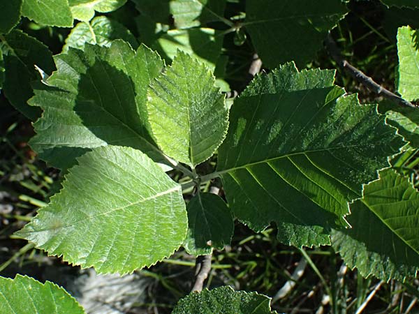 Sorbus slovenica \ Slowakische Mehlbeere / Slovakian Whitebeam, A Hainburg 10.5.2025