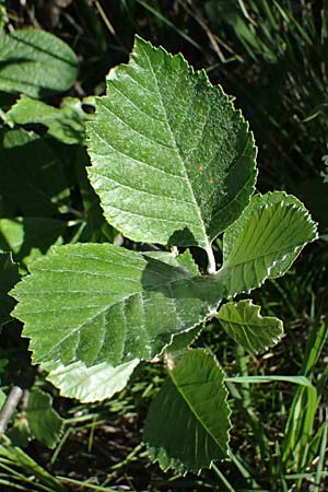 Sorbus slovenica \ Slowakische Mehlbeere / Slovakian Whitebeam, A Hainburg 10.5.2025