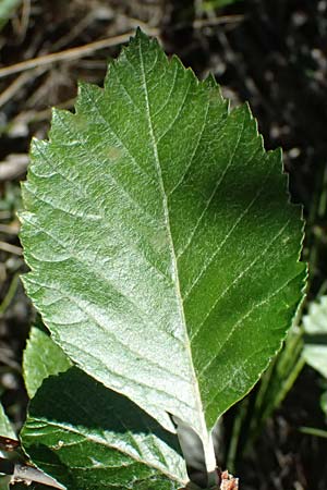 Sorbus slovenica, Ries-Mehlbeere