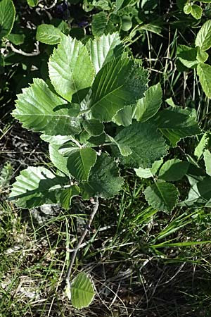 Sorbus slovenica \ Slowakische Mehlbeere / Slovakian Whitebeam, A Hainburg 10.5.2025